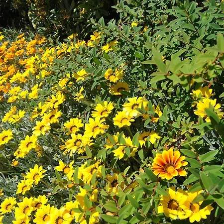 Lägenhetshotell Cala Dei Mori